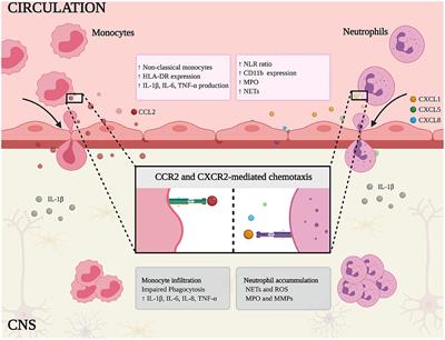 Common Peripheral Immunity Mechanisms in Multiple Sclerosis and Alzheimer's Disease